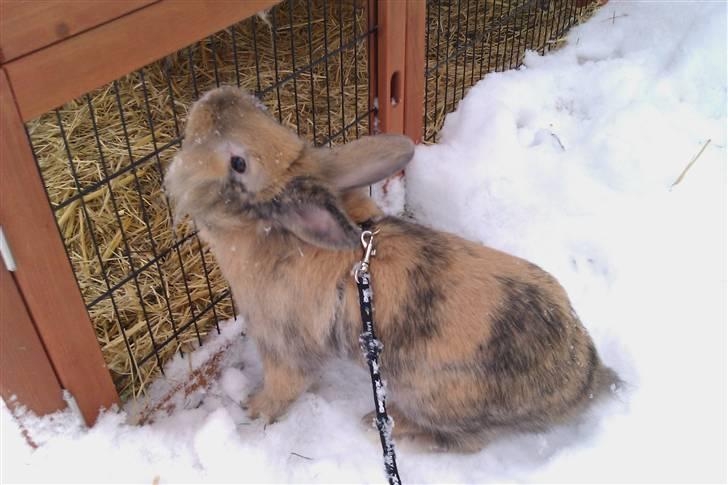 Kanin Albert billede 17