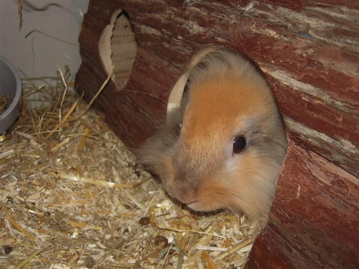 Kanin Albert billede 18