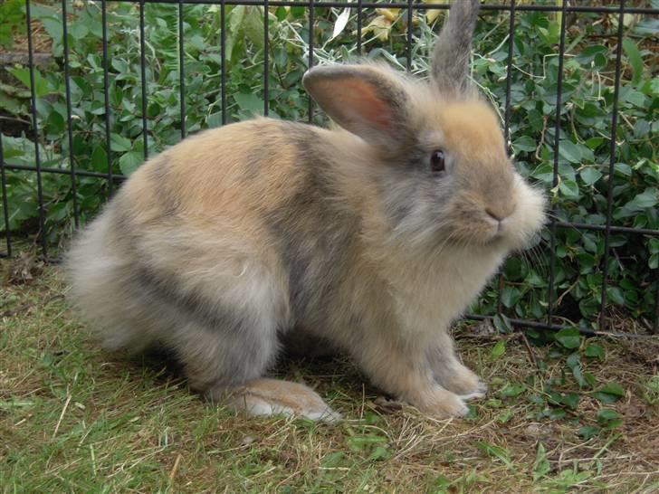 Kanin Albert billede 19