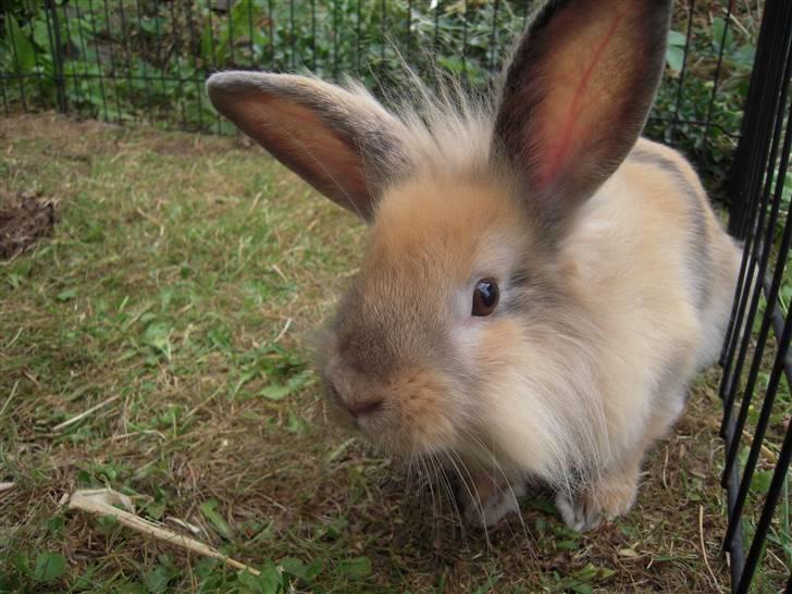 Kanin Albert billede 20