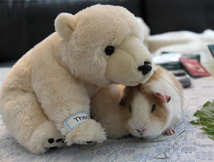 Marsvin      Molly - R.I.P. ! :´( - Molly og Theo :-) billede 10