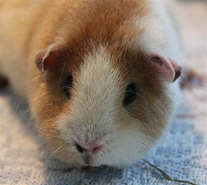 Marsvin      Molly - R.I.P. ! :´( billede 11