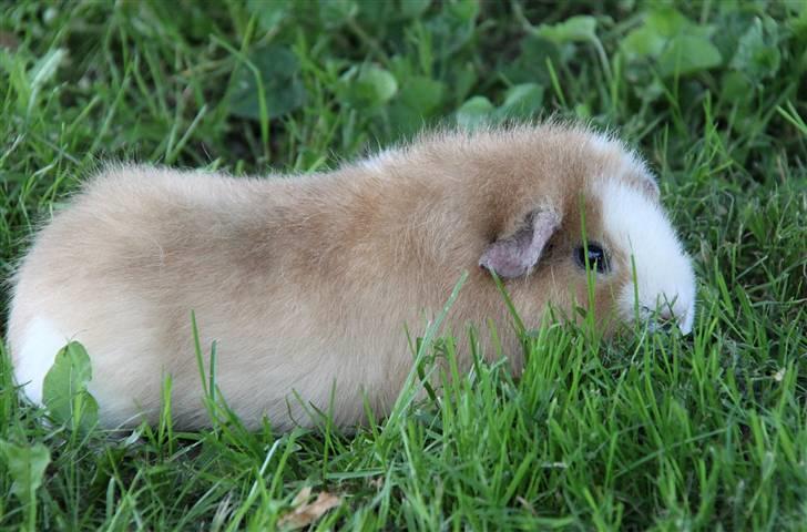 Marsvin      Molly - R.I.P. ! :´( billede 12