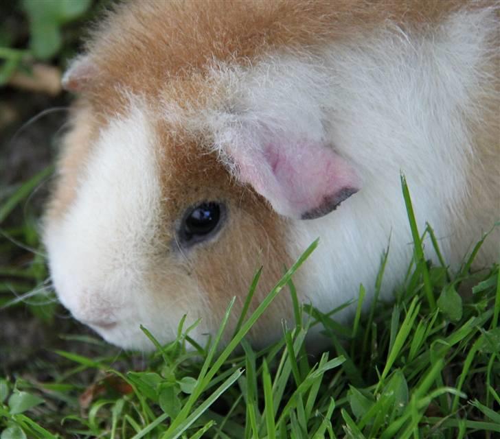 Marsvin      Molly - R.I.P. ! :´( billede 13