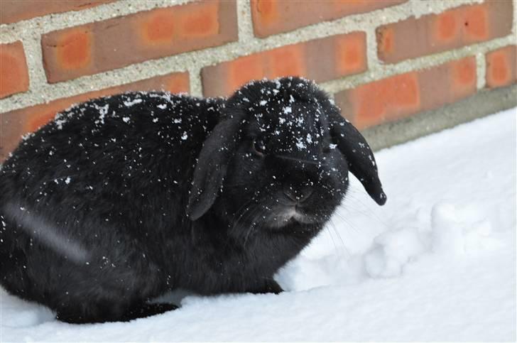 Kanin Pjuske - Velkommen til Pjuskes profil;) Foto:Mig  billede 2