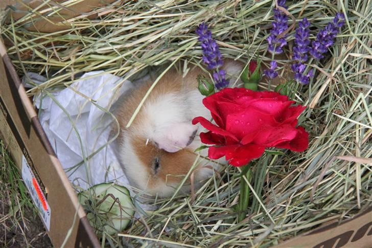 Marsvin      Molly - R.I.P. ! :´( - Mollys "kiste" :´( *Da hun var død* billede 14