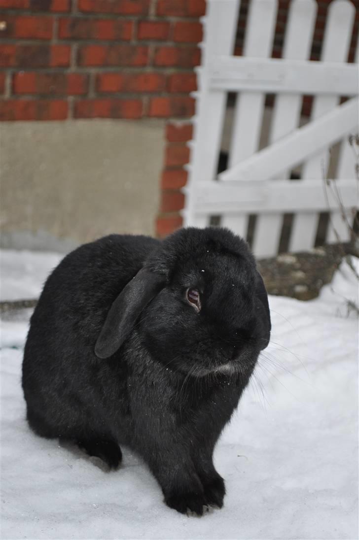 Kanin Pjuske - Foto: Mig billede 4