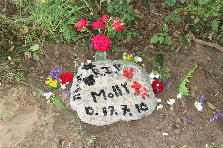 Marsvin      Molly - R.I.P. ! :´( - Hvor jeg dog savner dig Molly! :´( billede 15