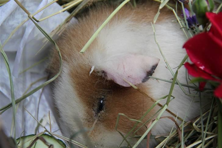 Marsvin      Molly - R.I.P. ! :´( - *Da hun var død* :´( billede 16