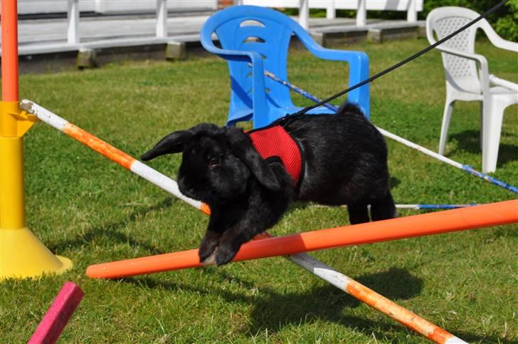 Kanin Pjuske - opvarmningsspring;) Foto: Mig billede 5