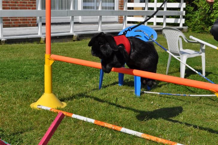 Kanin Pjuske - Lidt Højere:=) Foto: mig billede 7