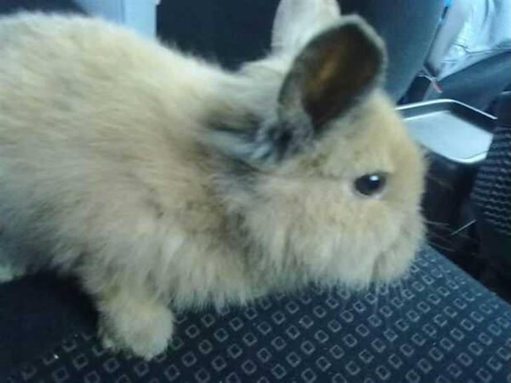 Kanin Malou billede 2