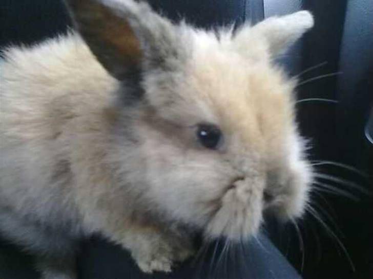 Kanin Malou billede 3