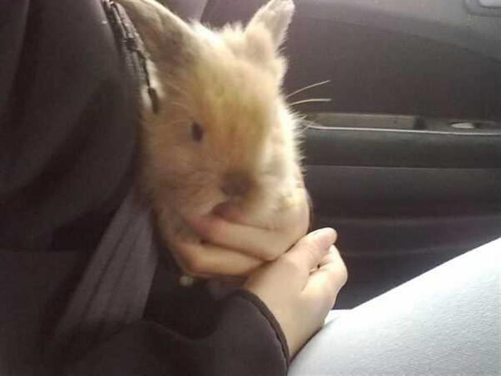 Kanin Malou billede 4