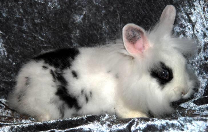 Kanin Solbakke's Voulez Vouz <3 - 25.10.2010 - verdens smukkeste Voulez Vouz :D <3 billede 10