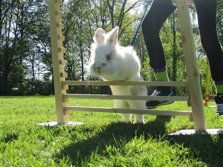 Kanin Gilbert - (4) Han bliver bare bedre og bedre til at springe :*<3 billede 4