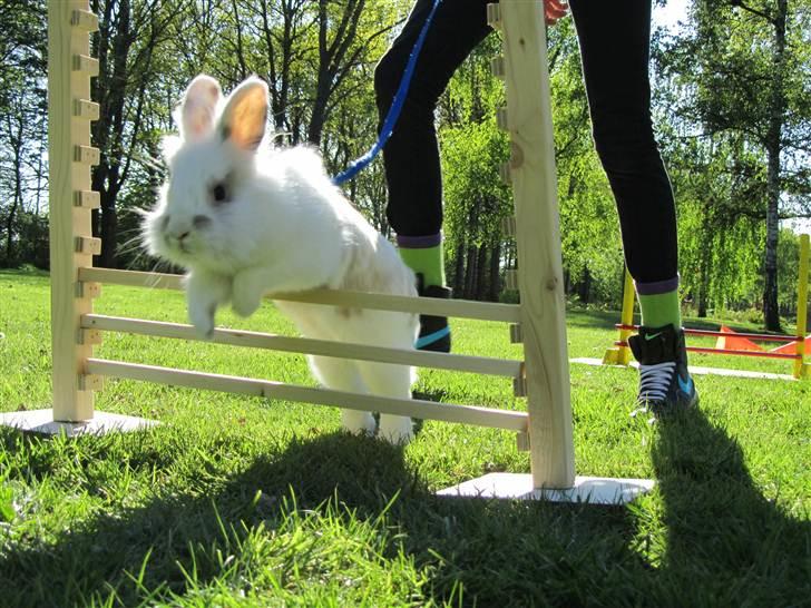 Kanin Gilbert - (6)Fordi han kan springe! :* billede 6