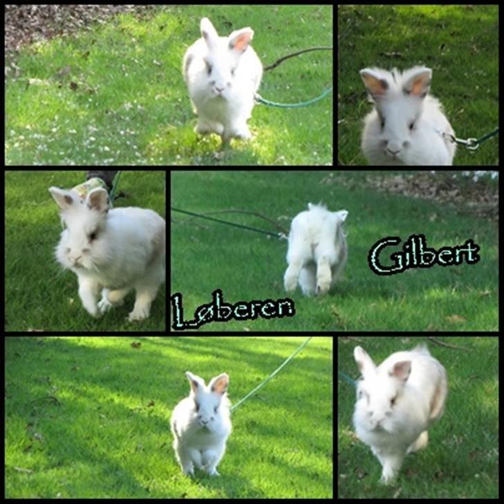 Kanin Gilbert - (10) Løberen Gilbert ! :-DD <33 billede 10