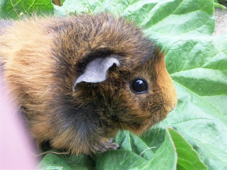 Marsvin FlæskeVII billede 1