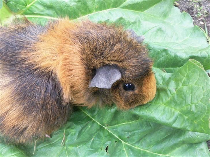Marsvin FlæskeVII - Hun var gravid d: billede 2