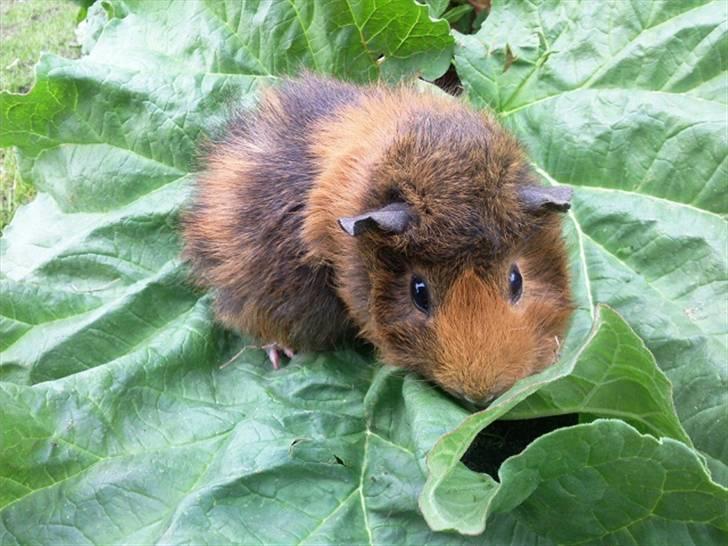 Marsvin FlæskeVII billede 3