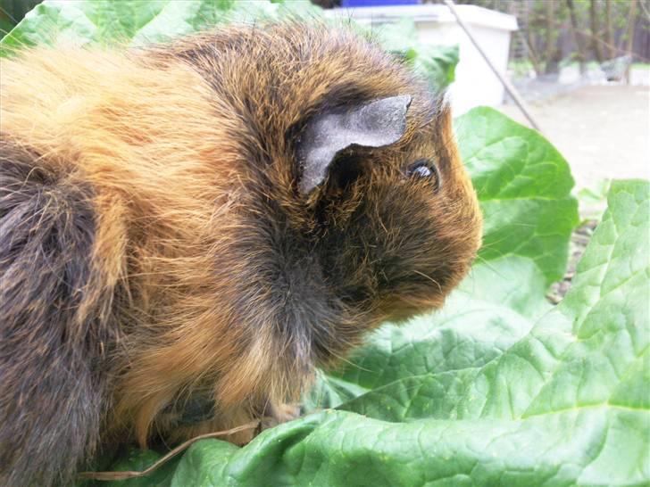 Marsvin FlæskeVII billede 4