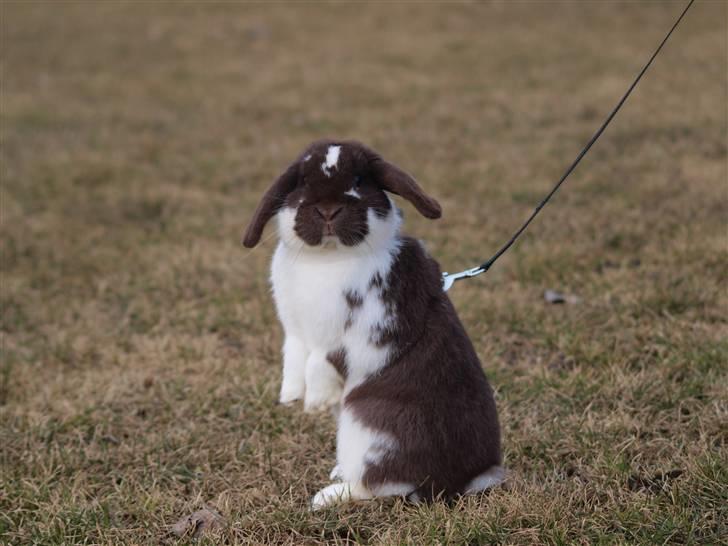 Kanin Wind's Mr Yankie Tankie - Velkommen til Yankie´s profil. billede 1