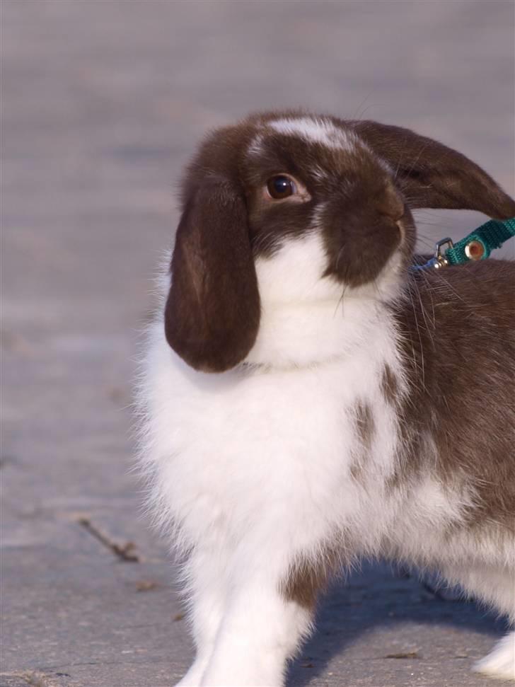 Kanin Wind's Mr Yankie Tankie billede 2