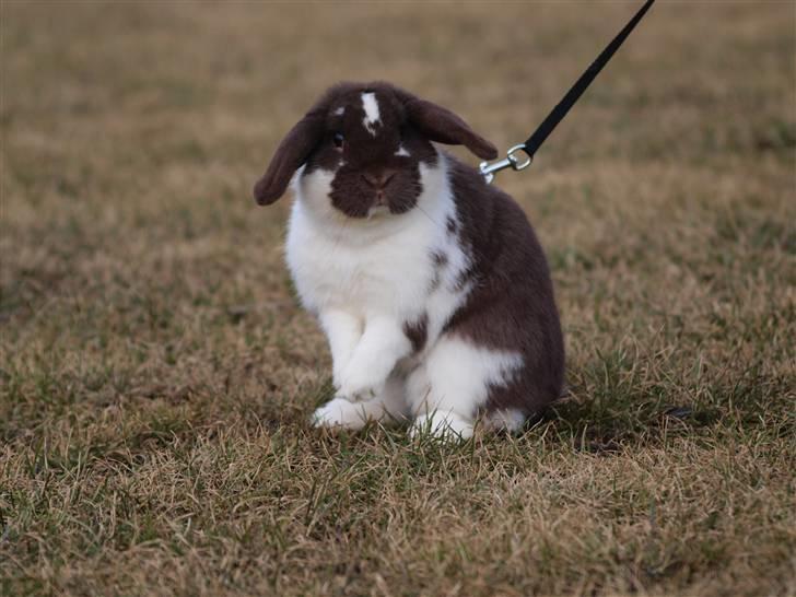 Kanin Wind's Mr Yankie Tankie billede 4