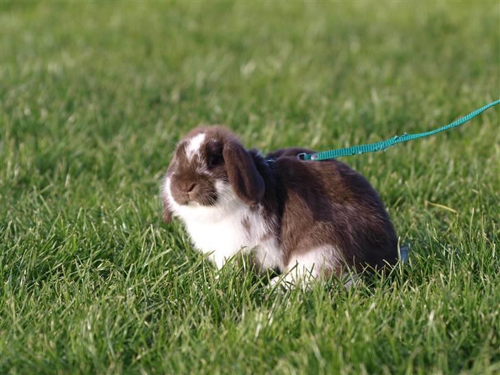 Kanin Wind's Mr Yankie Tankie billede 5