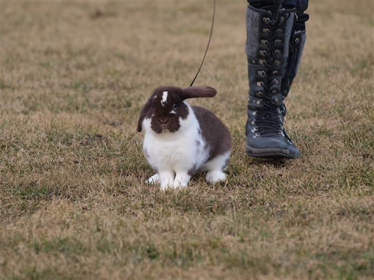 Kanin Wind's Mr Yankie Tankie billede 6