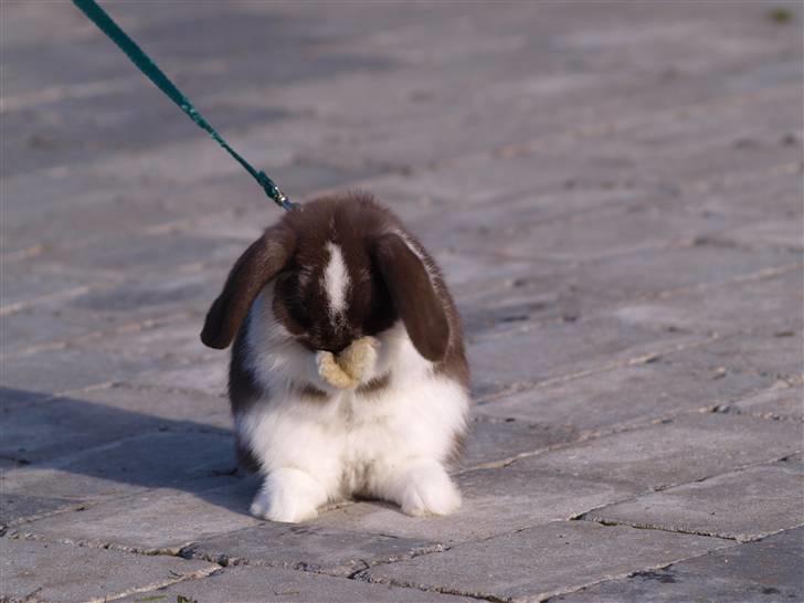 Kanin Wind's Mr Yankie Tankie - Nu tæller jeg: 1...2....3 NU KOMMER JEG! billede 7