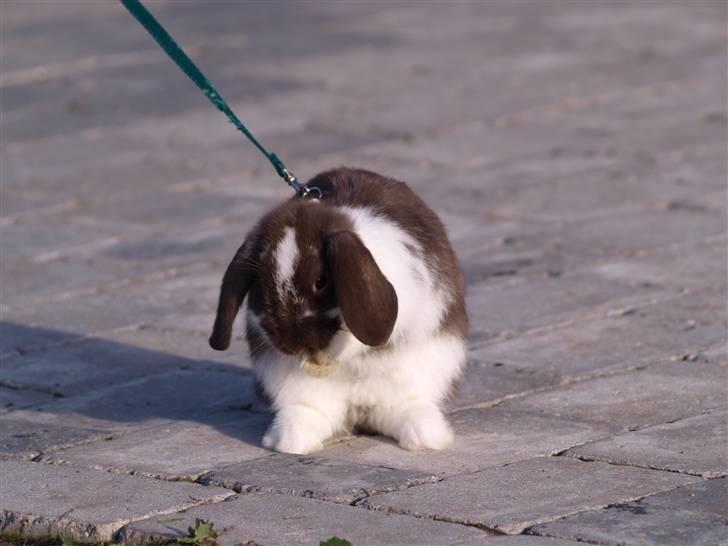 Kanin Wind's Mr Yankie Tankie - Nu gemmer jeg mig:D billede 8