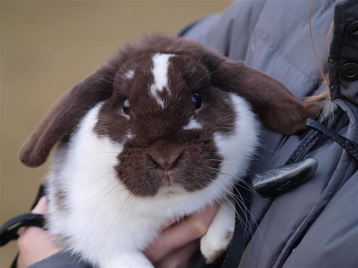 Kanin Wind's Mr Yankie Tankie billede 10