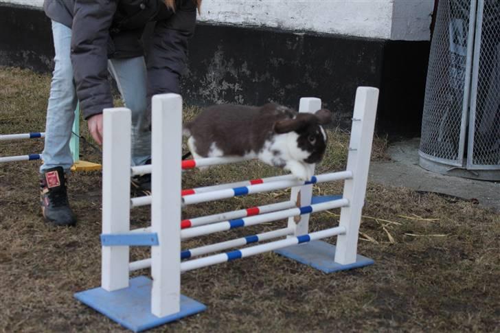 Kanin Wind's Mr Yankie Tankie billede 11