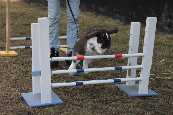 Kanin Wind's Mr Yankie Tankie billede 12