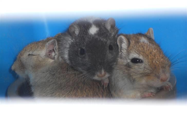 Ørkenrotte Luna - Luna, Lucy og Laré ligger og sover i mad skålen:´)  billede 10