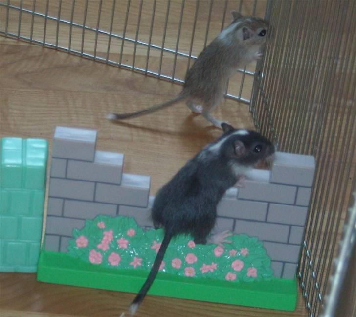 Ørkenrotte Luna - hun skulle lige finde ud af hvordan man skulle gøre x) billede 11