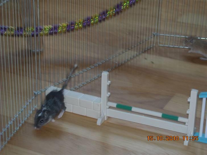 Ørkenrotte Luna - HOP! første gang hun springer:p billede 12