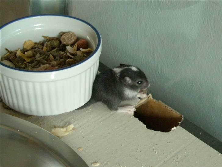 Ørkenrotte Luna billede 13