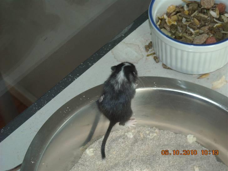 Ørkenrotte Luna - uh det er sværdt at komme opx) billede 14