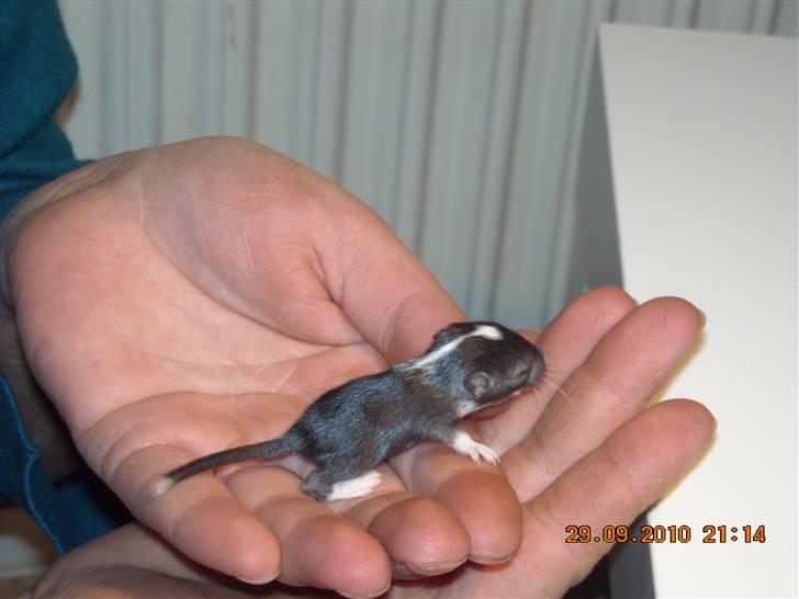 Ørkenrotte Luna billede 15