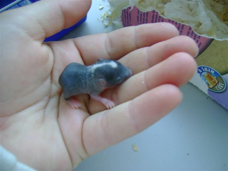 Ørkenrotte Luna billede 16