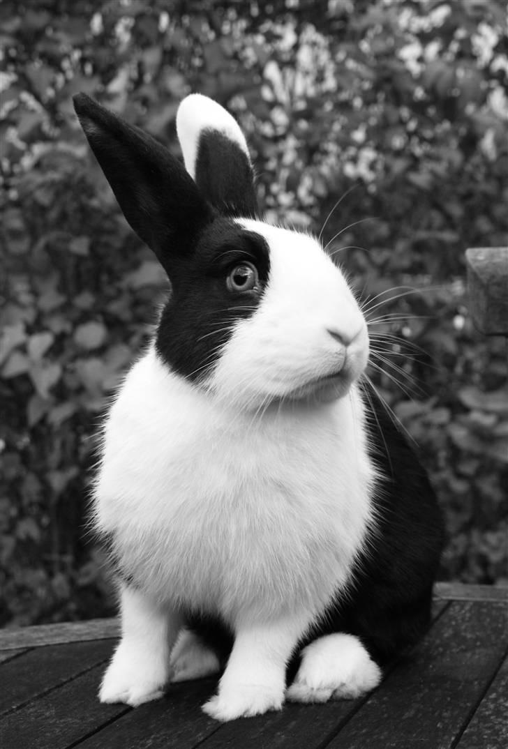 Kanin | Django R.I.P. - Hej! Det er så mig der er Django. billede 1