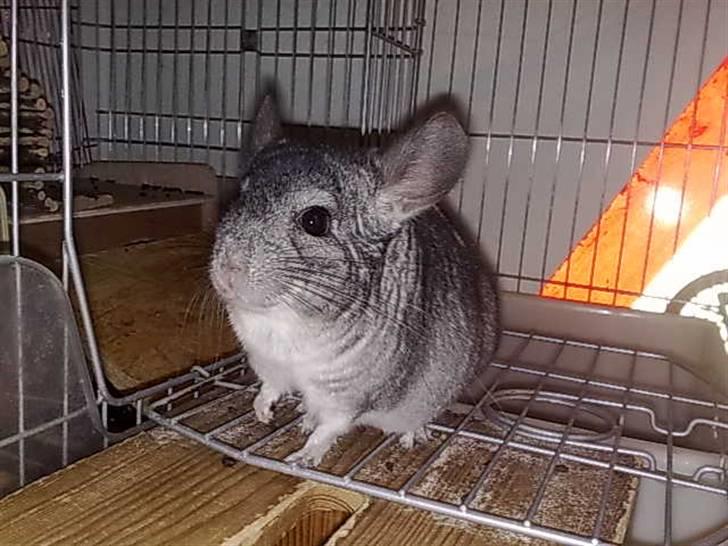 Chinchilla Viggi *aflivet d. 04-06-2012* - 27/10-10 billede 18