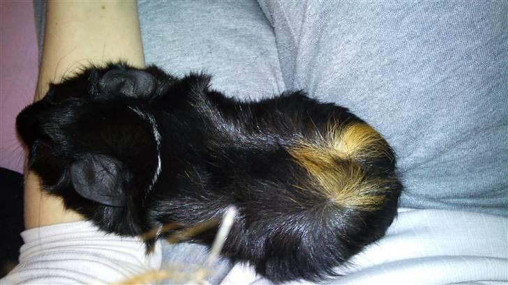 Marsvin laffe billede 8