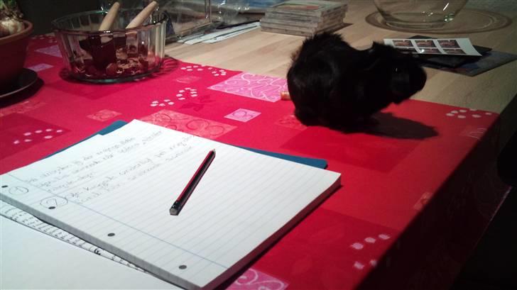 Marsvin laffe billede 9