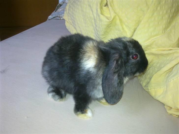 Kanin Ninus billede 1