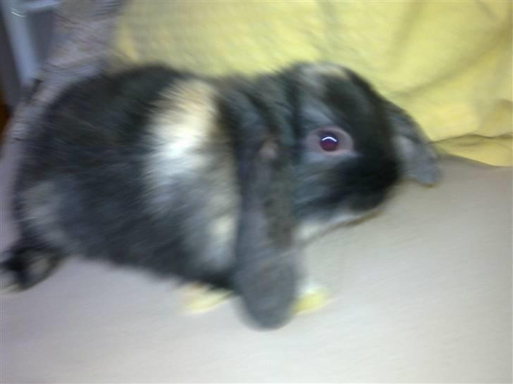 Kanin Ninus billede 2