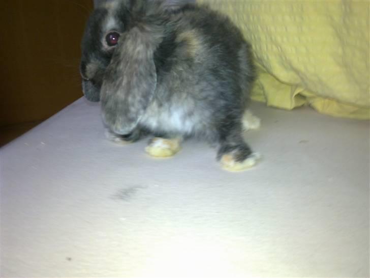 Kanin Ninus billede 3